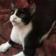 Tom