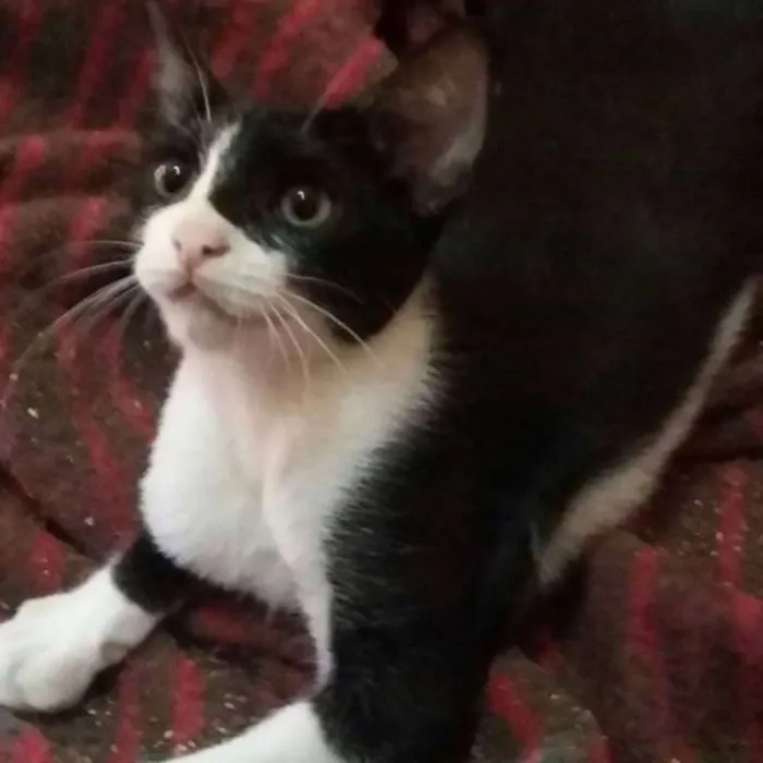 Gato ra a  idade 2 a 6 meses nome Tom