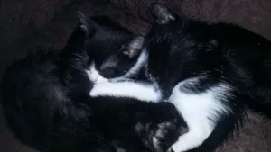 Gato raça Vira lata idade 2 a 6 meses nome Filhotinhos
