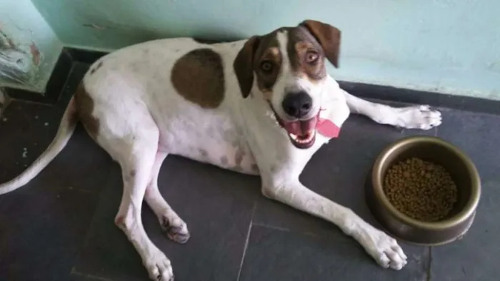 Cachorro ra a Mestiço Dogue Alemão idade 4 anos nome Scooby