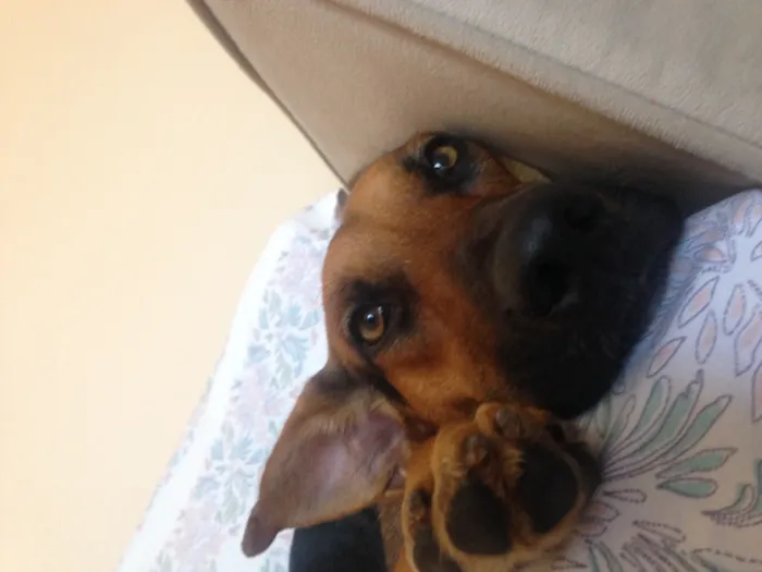 Cachorro ra a Vira lata idade 1 ano nome Sem nome 