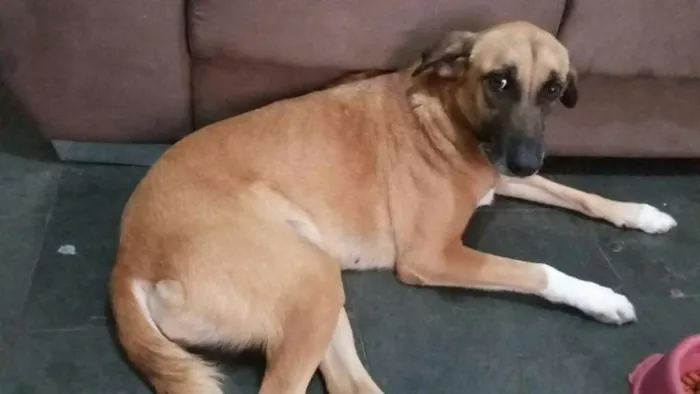 Cachorro ra a SRD idade 4 anos nome Princesa