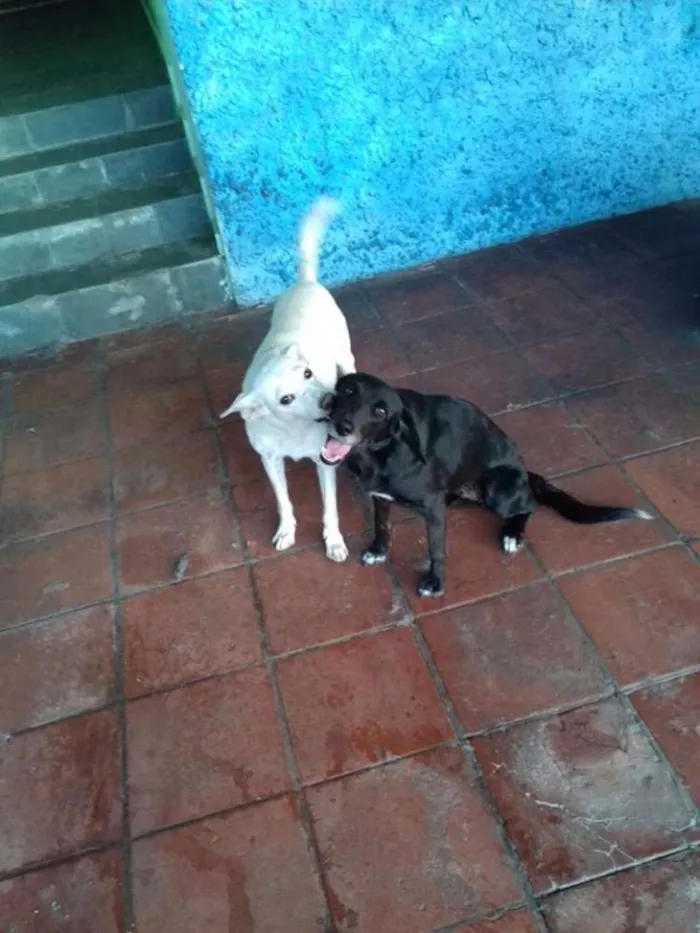 Cachorro ra a Mestiço pastor branco e mestiça Golden idade 3 anos nome Alemão e Crystal