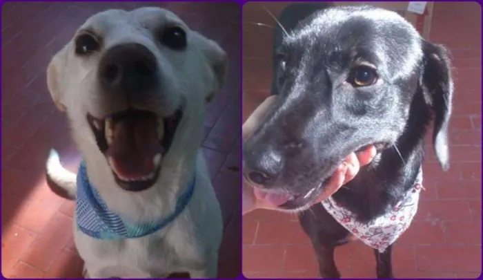 Cachorro ra a Mestiço pastor branco e mestiça Golden idade 3 anos nome Alemão e Crystal