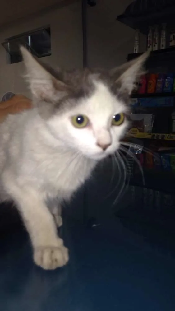 Gato raça sem raça definida idade 2 a 6 meses nome Julieta