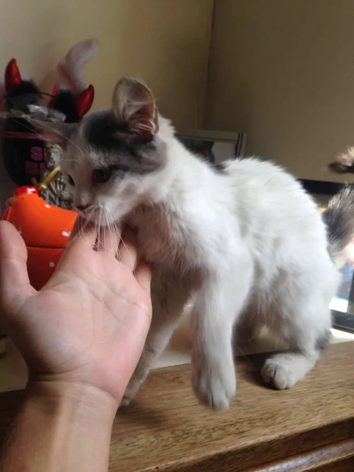 Gato raça sem raça definida idade 2 a 6 meses nome Julieta
