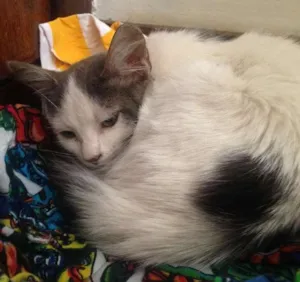 Gato raça sem raça definida idade 2 a 6 meses nome Julieta