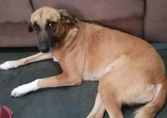 Cachorro ra a SRD idade 4 anos nome Princesa