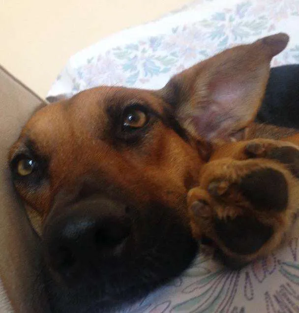 Cachorro ra a Vira lata idade 1 ano nome Sem nome 