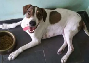 Cachorro raça Mestiço Dogue Alemão idade 4 anos nome Scooby