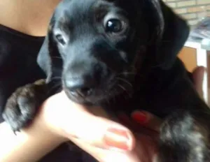 Cachorro raça  idade 2 a 6 meses nome Maju