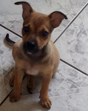 Cachorro raça Mistura de pincher idade  nome Chanel