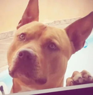 Cachorro raça Pitt bul idade 2 anos nome Rabito