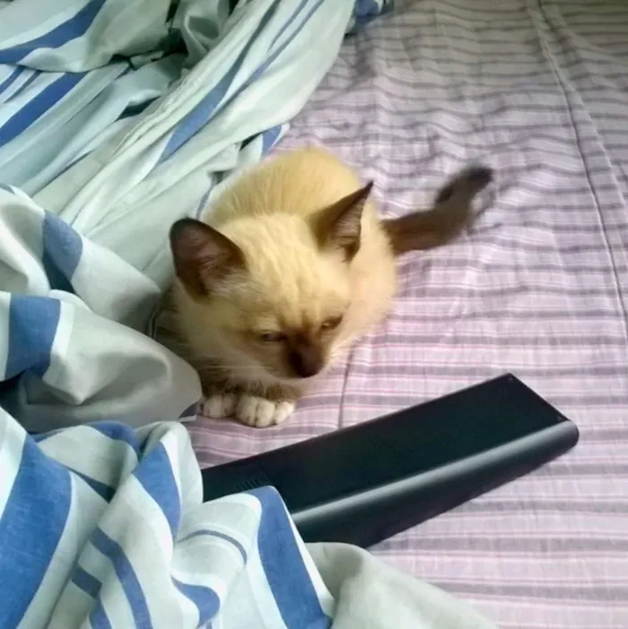 Gato ra a Misturada idade Abaixo de 2 meses nome Jolie