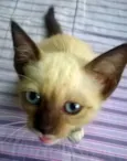 Jolie
