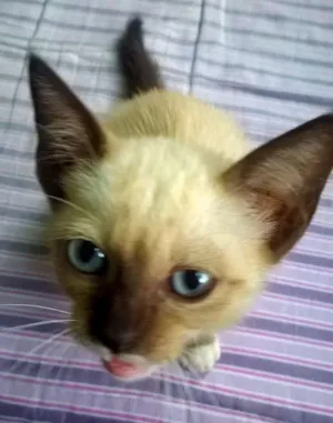 Gato raça Misturada idade Abaixo de 2 meses nome Jolie