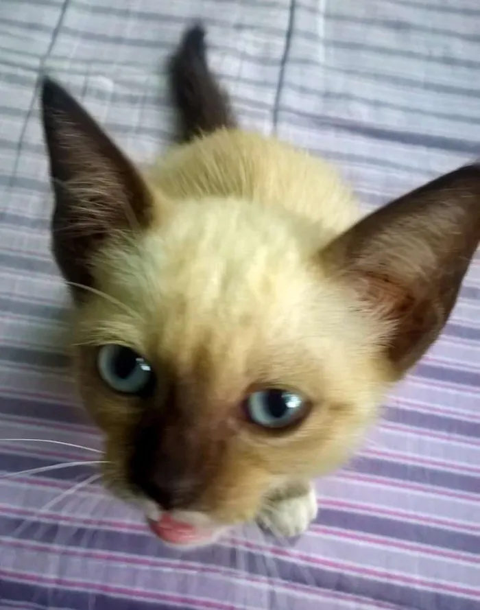 Gato ra a Misturada idade Abaixo de 2 meses nome Jolie