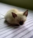 Jolie