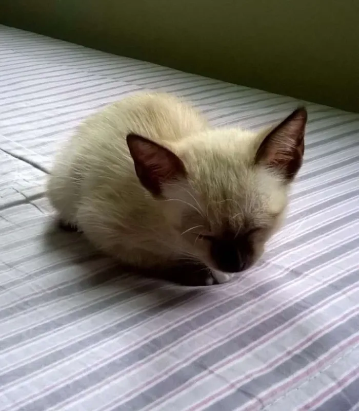 Gato ra a Misturada idade Abaixo de 2 meses nome Jolie