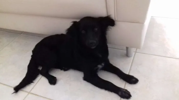 Cachorro ra a  idade 2 a 6 meses nome Zuca