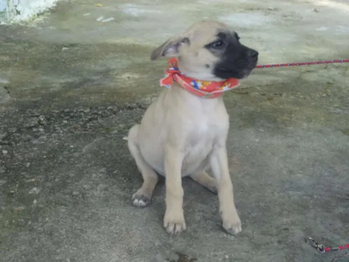 Cachorro ra a SRD idade 2 a 6 meses nome KIRA