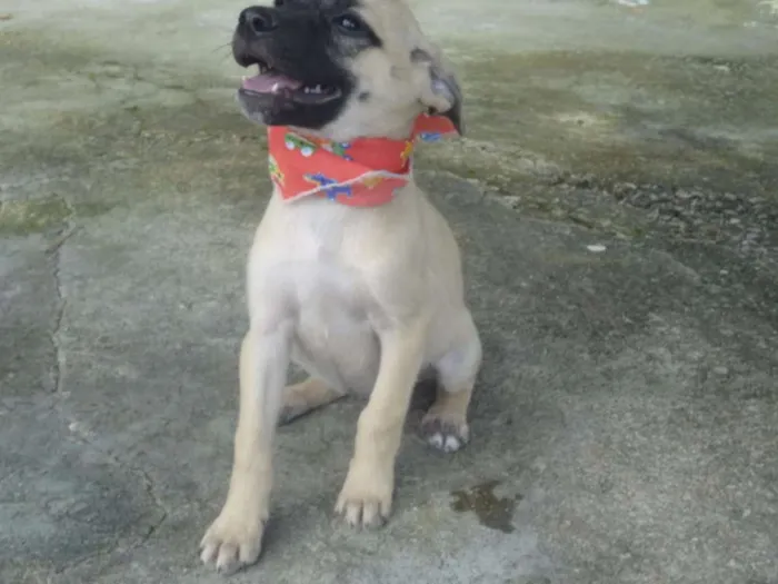 Cachorro ra a SRD idade 2 a 6 meses nome KIRA