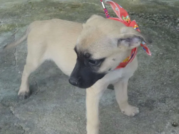 Cachorro ra a SRD idade 2 a 6 meses nome KIRA