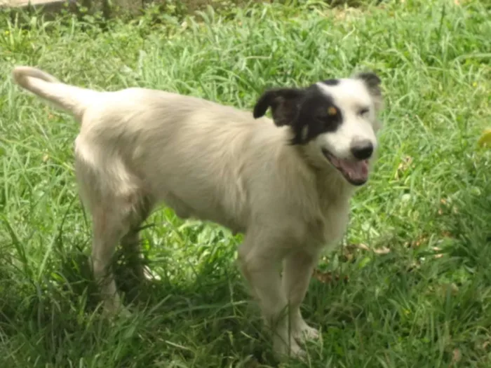 Cachorro ra a SRD idade 3 anos nome BENJI