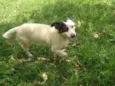 BENJI