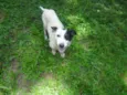 BENJI
