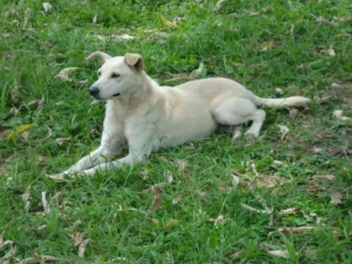 Cachorro ra a SRD idade 3 anos nome BRANQUINHA