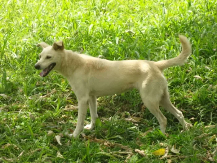 Cachorro ra a SRD idade 3 anos nome BRANQUINHA