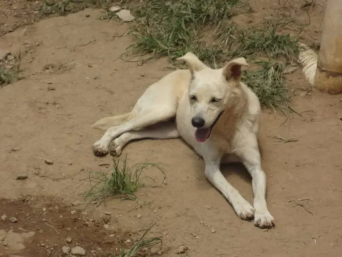 Cachorro ra a SRD idade 3 anos nome BRANQUINHA