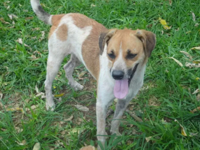 Cachorro ra a SRD idade 3 anos nome HELO