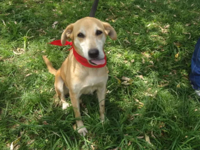 Cachorro ra a S idade 3 anos nome ELOÁ