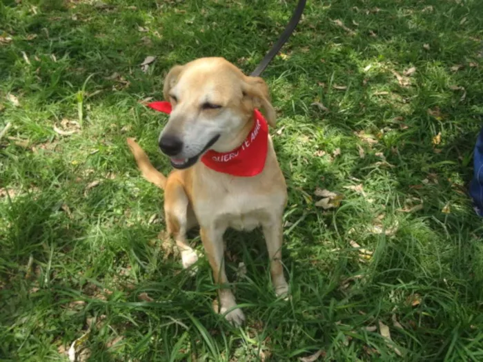 Cachorro ra a S idade 3 anos nome ELOÁ