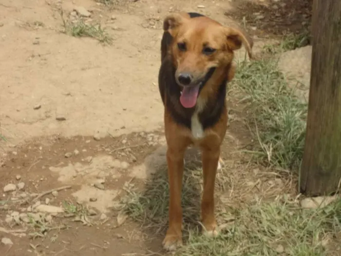 Cachorro ra a SRD idade 1 ano nome LÉIA