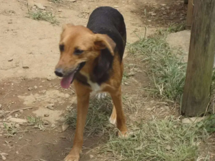 Cachorro ra a SRD idade 1 ano nome LÉIA