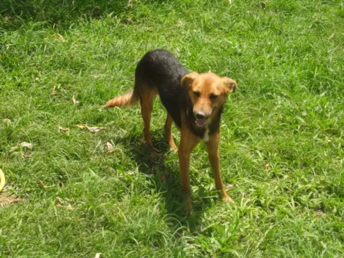 Cachorro ra a SRD idade 1 ano nome LÉIA