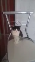 Amora