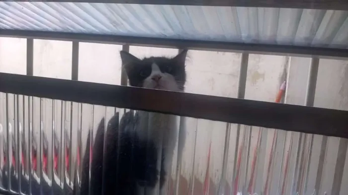 Gato ra a  idade 2 a 6 meses nome Amora
