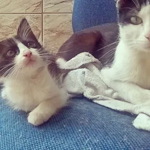 Gato raça  idade 2 a 6 meses nome Amora