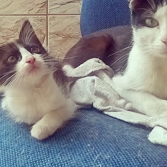Gato ra a  idade 2 a 6 meses nome Amora