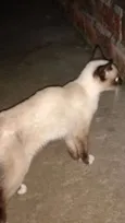 Não identificado