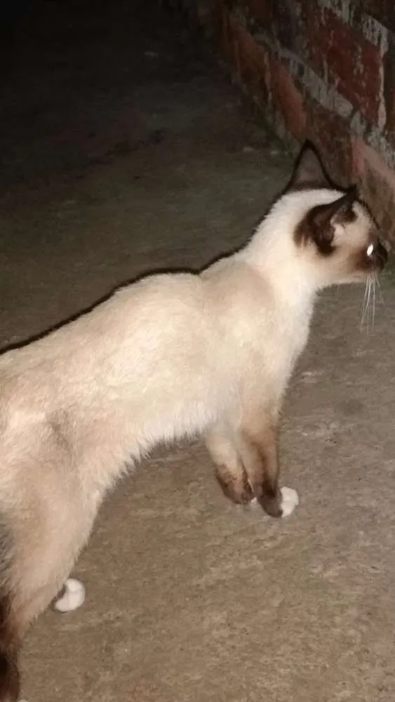 Gato ra a SRD idade 2 a 6 meses nome Não identificado