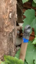 Não identificado