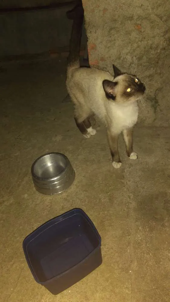 Gato ra a SRD idade 2 a 6 meses nome Não identificado
