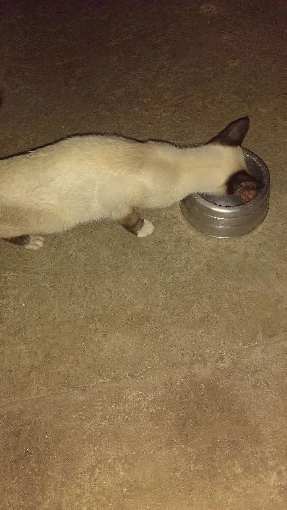 Gato ra a SRD idade 2 a 6 meses nome Não identificado
