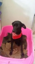 Belinha