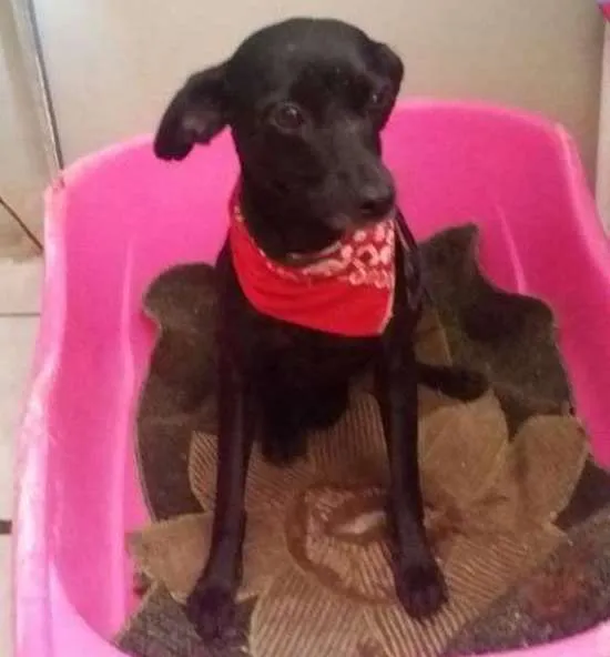 Cachorro ra a SRD idade 1 ano nome Belinha